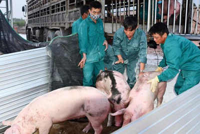 Thịt ngoại ồ ạt vào Việt Nam, giá lợn trong nước đã giảm gần 20.000 đồng/kg