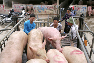 Giá lợn hơi hôm nay 1/9: Cả nước tiếp tục giảm mạnh, từ 1.000 - 5.000 đồng/kg