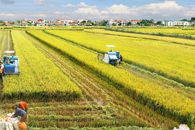 Bộ Nông nghiệp ủng hộ Hà Nội chuyển đổi hơn 40.000ha đất trồng lúa