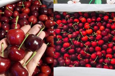 TP Hồ Chí Minh: Giảm giá mạnh, cherry Mỹ giá chỉ còn 299.000 đồng/kg