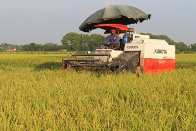 Ứng Hòa đi đầu sản xuất lúa Japonica
