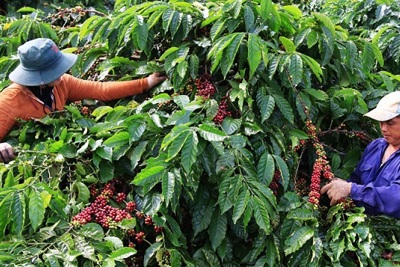 Giá cà phê hôm nay 24/10: Tiếp tục tăng, lo ngại La Nina khiến nhà đầu tư quay về đầu cơ cà phê