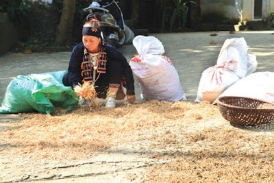 Hà Nội hỗ trợ 670 hộ đồng bào dân tộc thiểu số thoát nghèo