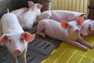 Giá lợn hơi hôm nay 14/7: Tiếp tục tăng 1.000 - 3.000 đồng/kg