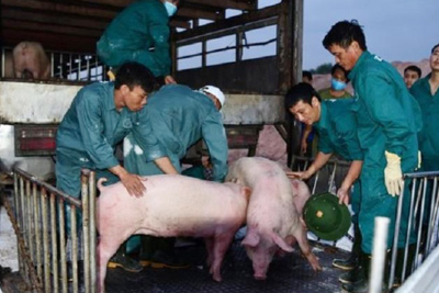 Giá lợn hơi hôm nay 30/7: Thiếu nguồn cung và giá tăng, Thái Lan chính thức giảm xuất khẩu thịt lợn