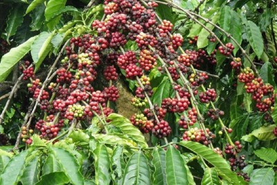 Giá cà phê hôm nay 12/9: Đồng loạt tăng 300 đồng/kg, cao nhất ở Đắk Lắk