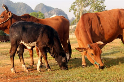 Hà Nội: Đẩy mạnh lai tạo giống, nâng cao chất lượng đàn bò
