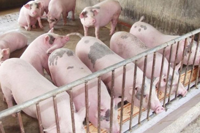 Giá lợn hơi hôm nay 4/8: Biến động từ 1.000 - 2.000 đồng/kg
