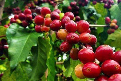 Giá cà phê hôm nay 6/10: 3 lý do giúp giá cà phê những tháng cuối năm hồi phục đà tăng