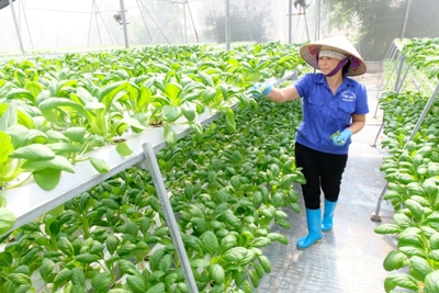 [Ảnh] Thăm nông trang rau thủy canh “ăn ngay tại vườn” ở Hà Nội