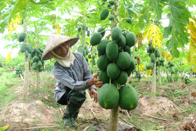 “Chắp mối” tiêu thụ nông sản cho nông dân Sóc Sơn