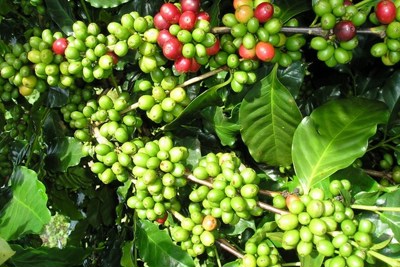 Giá cà phê hôm nay 24/8: Tăng nhẹ 100 - 200 đồng/kg theo đà tăng thị trường thế giới