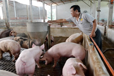 Giá lợn hơi hôm nay 18/9: Cả 3 miền tăng từ 1.000 - 3.000 đồng/kg