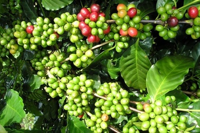Giá cà phê hôm nay 30/9: 2 ngày mất gần 1.000 đồng/kg, cà phê Việt nguy cơ dưới mốc 31.000 đồng/kg