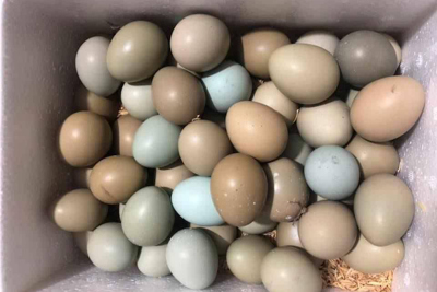 TP Hồ Chí Minh: Trứng chim trĩ giá 190.000 đồng/chục vẫn hút khách