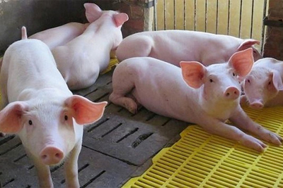 Giá lợn hơi hôm nay 7/9: Tiếp tục giảm từ 1.000 - 3.000 đồng/kg
