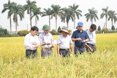 Xác định nhiều giống lúa triển vọng