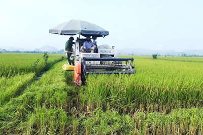 Phát triển bền vững vùng lúa hàng hóa