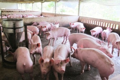 Các địa phương ban hành chính sách đặc thù hỗ trợ tái đàn lợn như thế nào?