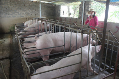 Ưu tiên nhóm nông hộ, hợp tác xã tái đàn lợn