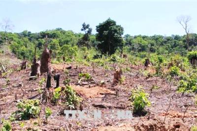 Bộ Nông nghiệp đề nghị 9 tỉnh phải giải trình do để diện tích rừng tự nhiên giảm