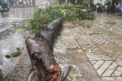 TP Hồ Chí Minh: Mưa lớn, nhánh cây rơi đè gãy tay người đi đường