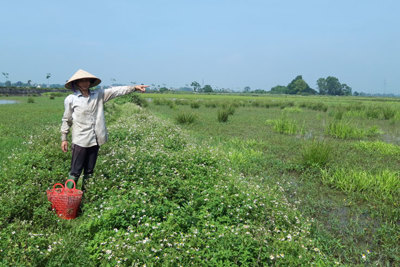 Thanh Oai khắc phục tình trạng bỏ ruộng hoang