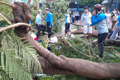 TP Hồ Chí Minh thông tin chính thức vụ cây đổ khiến 18 học sinh thương vong