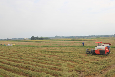 Quảng Trị chuyển đổi gần 700 ha đất lúa thiếu nước để ứng phó với hạn mặn