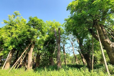 80% cây xanh đánh chuyển từ đường Kim Mã vẫn xanh tốt