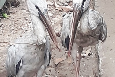 Nghệ An: Phát hiện cặp chim lạ, nghi nằm trong Sách đỏ