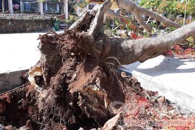 TP Hồ Chí Minh: 14 trường học có cây xanh nguy hiểm cần đốn hạ