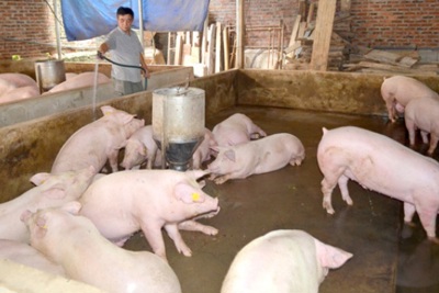 Hà Nội dành 150 tỷ đồng chi hỗ trợ tái đàn lợn