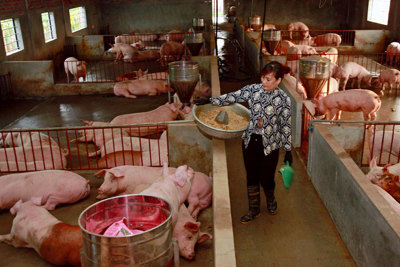 Hà Nội bàn giải pháp cấp bách phát triển chăn nuôi lợn