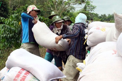 Xuất khẩu gạo trở lại: Tín hiệu vui cho người dân và doanh nghiệp