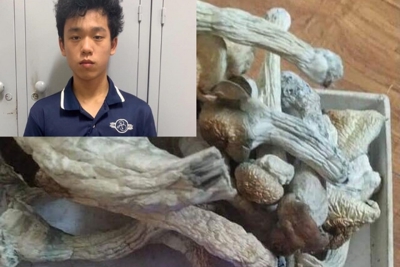 Mang nấm ma túy lần đầu xuất hiện ở Hà Nội đi tiêu thụ, nam thanh niên bị bắt giữ