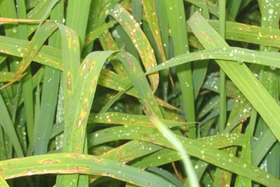 Hà Nội: Gần 2.400ha lúa Xuân bị bệnh đạo ôn lá