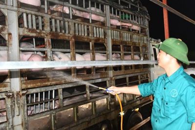 Từ ngày 12/6, chính thức cho phép nhập khẩu lợn sống từ Thái Lan vào Việt Nam