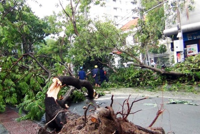 TP Hồ Chí Minh: Yêu cầu đảm bảo an toàn đối với hệ thống cây xanh trên địa bàn