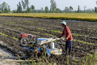 Sửa đổi Luật Thuế 71 giúp nông dân tránh thiệt hại kép