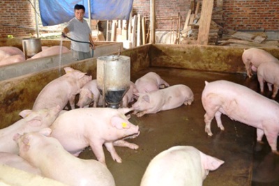 Bộ Nông nghiệp “thúc” các địa phương tái đàn sau dịch tả lợn châu Phi