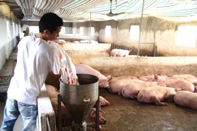 Sau dịch tả châu Phi, huyện Mê Linh tái đàn được khoảng 6.000 con lợn