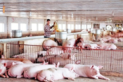 Giá thịt lợn hơi tại Hà Nội sẽ giảm còn từ 65.000 đến 60.000 đồng/kg