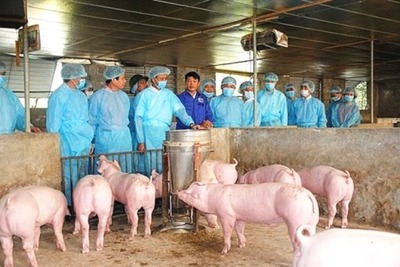 Bộ Nông nghiệp lý giải nguyên nhân dịch tả lợn châu Phi bùng phát tại 20 tỉnh thành