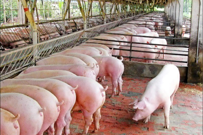 Giá lợn hơi hôm nay 14/6: Chưa kịp nhập, giá lợn tại Thái Lan đã tăng chóng mặt