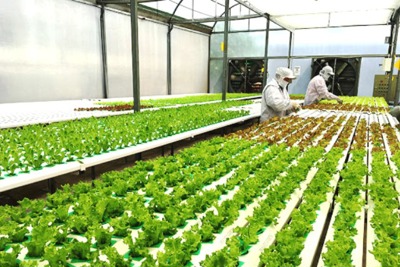 Hà Nội kêu gọi đầu tư vào 11 dự án nông nghiệp