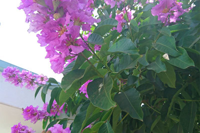 [Ảnh] Con đường tràn ngập màu tím hoa bằng lăng tại Hà Nội