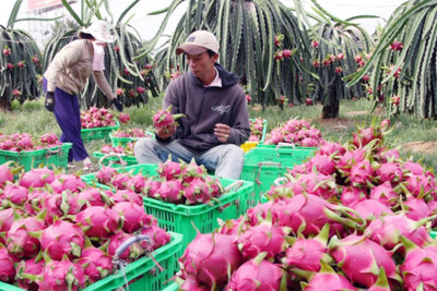 Đẩy mạnh xuất khẩu nông sản sang Ấn Độ, bất chấp dịch Covid-19