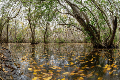 Thừa Thiên Huế: Thành lập Khu bảo tồn thiên nhiên đất ngập nước Tam Giang - Cầu Hai