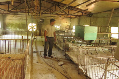 Vụ việc hỗ trợ tiền dịch tả lợn châu Phi tại xã Đốc Tín, huyện Mỹ Đức: Sớm ban hành kết luận thanh tra